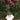White short-sleeve t-shirt with gold "Amore" text hanging against green bush with pink flowers.